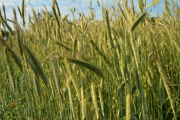 Rye Growing Field Rye Ear Close Secale Cereale Rye Grows — Stok fotoğraf