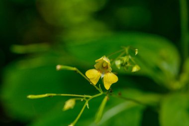 Impatiens parviflora, little balsam flowers in forest... kapalı seçici odak noktası. Güneşli Mayıs 'ta çiçek açan küçük balsam. .