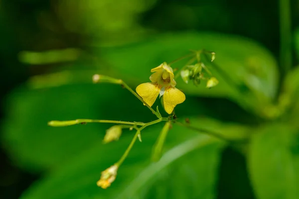 Impatiens Parviflora Small Balsam Flowers Forest Closeup Selective Focus Blooming — Foto Stock