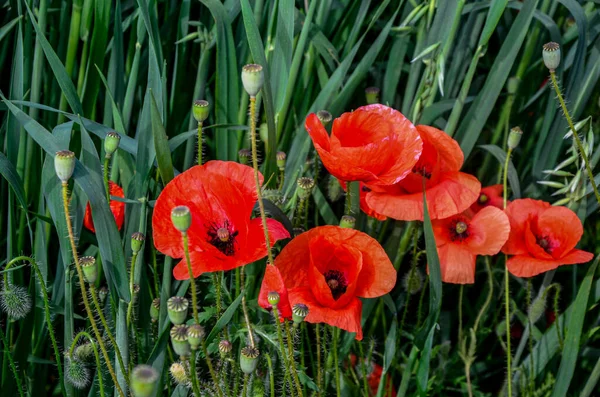 Papaver rhoeas, common poppy, corn poppy flowers closeup selective focus .Red poppy on green weeds field. Poppy flowers.