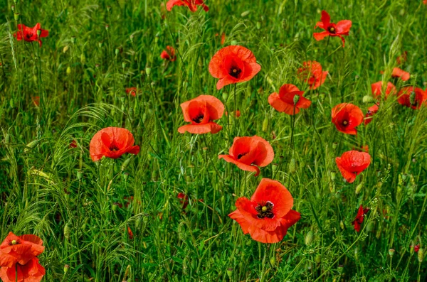 Papaver rhoeas, common poppy, corn poppy flowers closeup selective focus .Red poppy on green weeds field. Poppy flowers.