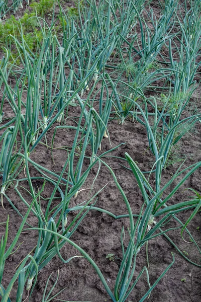 Una Cama Cebollas Verdes Jardín Día Verano Concepto Jardinería Cosecha —  Fotos de Stock