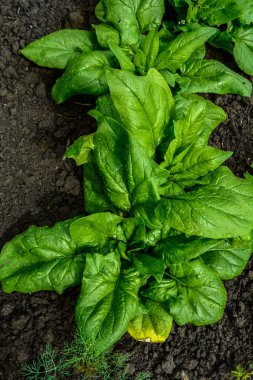 Bahçede büyüyen ıspanak. Taze doğal yaz aylarında bahçe büyüyen ıspanak yaprakları .