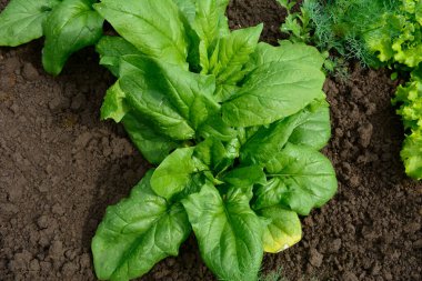 Bahçede büyüyen ıspanak. Taze doğal yaz aylarında bahçe büyüyen ıspanak yaprakları .