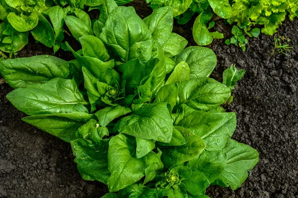 Spinach growing in garden. Fresh natural leaves of spinach growing in summer garden .