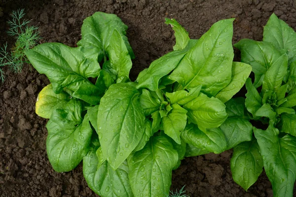 Spinach growing in garden. Fresh natural leaves of spinach growing in summer garden .
