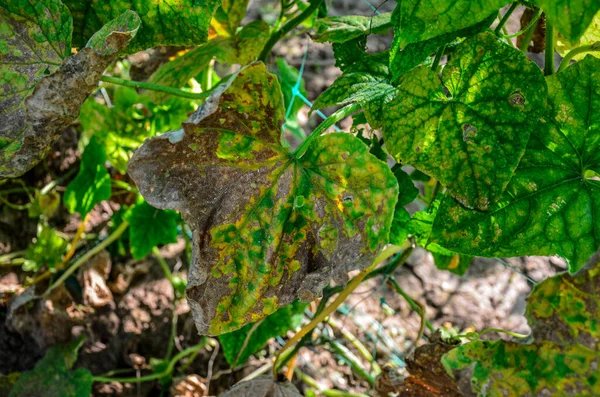 Cucumber Mosaic Virus Cmv Important Virus Because Its Agricultural Impact —  Fotos de Stock