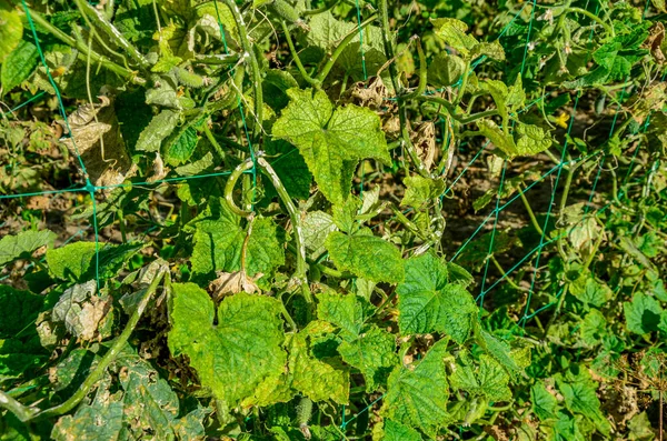 Vírus Mosaico Pepino Cmv Vírus Importante Devido Seu Impacto Agrícola — Fotografia de Stock