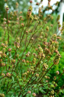 Sanguisorba minör bitkisinin taze yaprakları ve çiçekleri. Salata burnet (Sanguisorba minor) inflorescence.