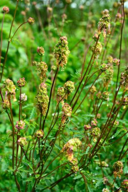 Sanguisorba minör bitkisinin taze yaprakları ve çiçekleri. Salata burnet (Sanguisorba minor) inflorescence.