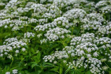 Aegodium podagraria L. 'in çiçeklerinin üst görüntüsü. Genellikle yaşlı bitkiler, gerard, piskopos otu, gutweed, gut otu ve dağdaki kar solucanı olarak bilinir..