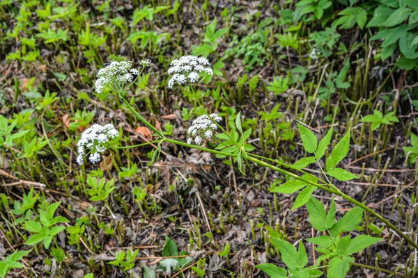 地上長老 草の庭 主教の雑草 ヨモギ 雪の山と一般的に呼ばれるEogopodium Podagaria の花のトップビュー — ストック写真