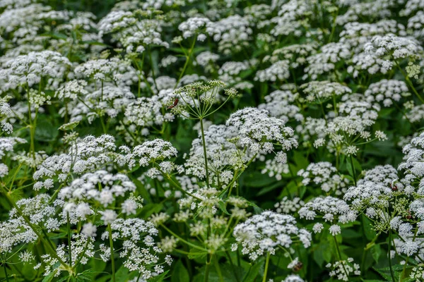 Widok Góry Zbliżenie Kwiatów Aegopodium Podagraria Powszechnie Nazywane Starszego Ziemi — Zdjęcie stockowe