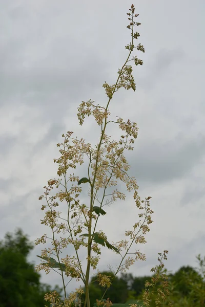 Macleaya Cordata Poisonous Weed Also Medicinal Plant Macleaya Cordata Tall — Stockfoto