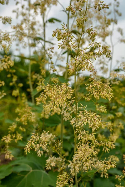 Macleaya Cordata Poisonous Weed Also Medicinal Plant Macleaya Cordata Tall — Foto de Stock