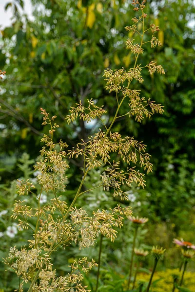 Macleaya Cordata Ядовитая Трава Лекарственное Растение Macleaya Cordata Высокое Многолетнее — стоковое фото