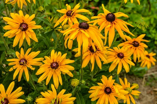 Мокрі Квіти Жовтого Рубеця Багато Вологих Квітів Жовтих Квітів Рудбекії — стокове фото
