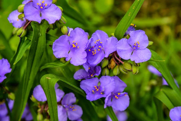 Tradescantia Virginiana Virginia Spiderwort Μωβ Βιολετί Ανθοφόρα Φυτά Τρία Ανθισμένα — Φωτογραφία Αρχείου