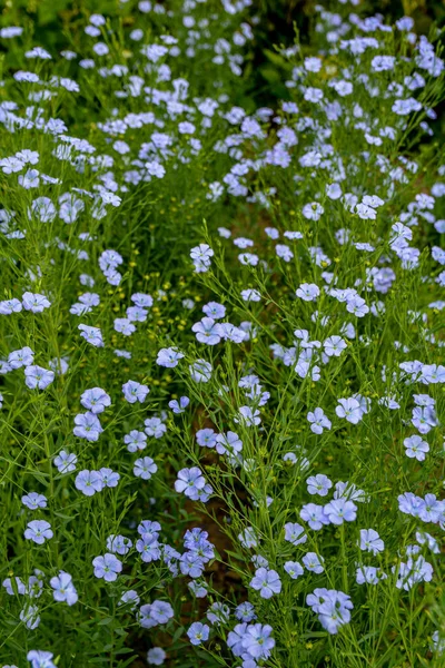 Schöne Blaue Flachsblüten Flachsblüten Selektive Fokussierung Nahaufnahme Landwirtschaft Flachsanbau Feld — Stockfoto