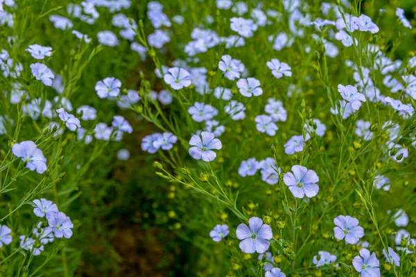 Gyönyörű Kék Lenvirágok Laza Virágzások Szelektív Fókusz Közelről Mezőgazdaság Lentermesztés — Stock Fotó
