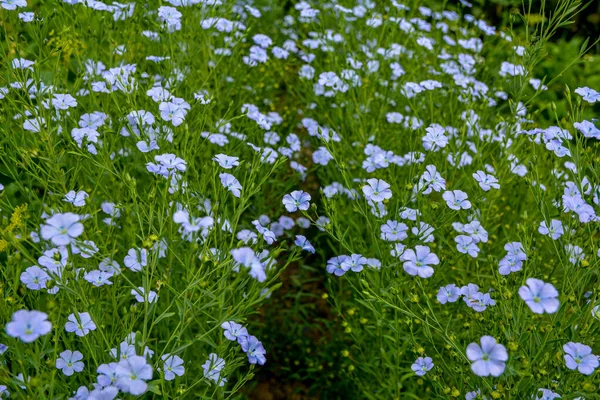 Schöne Blaue Flachsblüten Flachsblüten Selektive Fokussierung Nahaufnahme Landwirtschaft Flachsanbau Feld — Stockfoto