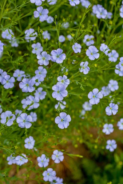 Gyönyörű Kék Lenvirágok Laza Virágzások Szelektív Fókusz Közelről Mezőgazdaság Lentermesztés — Stock Fotó