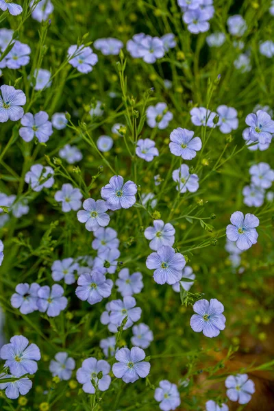 Prachtige Blauwe Vlasbloemen Vlasbloesems Selectieve Focus Van Dichtbij Landbouw Vlasteelt — Stockfoto