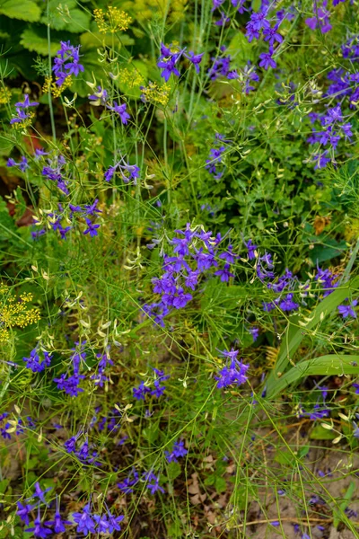 Consolida Regalis Ανθίζει Στο Πεδίο Consolida Regalis Forking Larkspur Ρόκα — Φωτογραφία Αρχείου