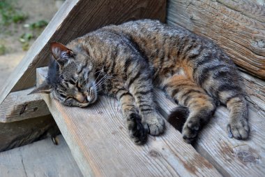Tayland tekir kedisine yakın çekim. Kedi yerde uyuyor. Kedi yerde uyuyor. Evcil hayvan konsepti.
