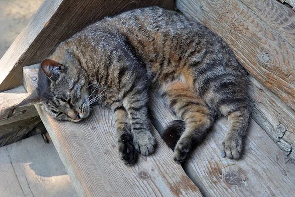 Großaufnahme Einer Gestreiften Thai Katze Die Auf Dem Boden Schläft — Stockfoto