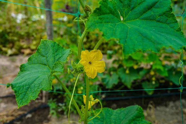 Young Plants Blooming Cucumbers Yellow Flowers Sun Close Background Green — Stok fotoğraf
