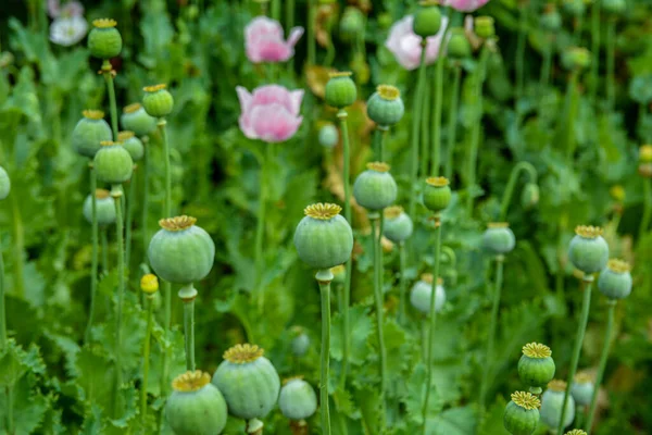 field of poppy seed capsules, selective focus .Opium poppy on green background .