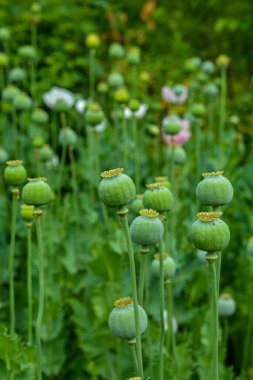 Haşhaş tohumu kapsülleri alanı, seçici odak noktası. Yeşil arka planda afyon gelinciği .