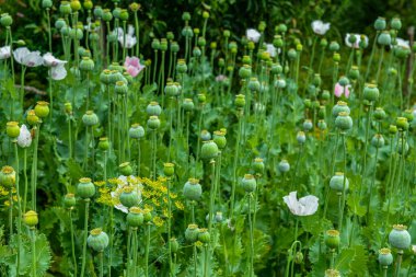 Haşhaş tohumu kapsülleri alanı, seçici odak noktası. Yeşil arka planda afyon gelinciği .