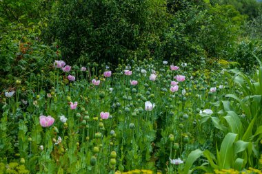 Haşhaş tohumu kapsülleri alanı, seçici odak noktası. Yeşil arka planda afyon gelinciği .