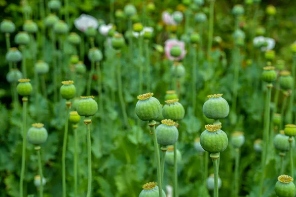 Haşhaş tohumu kapsülleri alanı, seçici odak noktası. Yeşil arka planda afyon gelinciği .