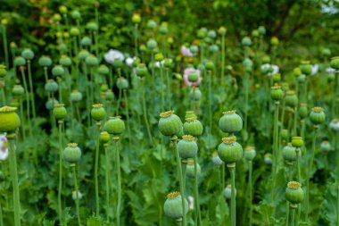Haşhaş tohumu kapsülleri alanı, seçici odak noktası. Yeşil arka planda afyon gelinciği .