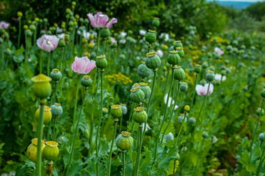 Haşhaş tohumu kapsülleri alanı, seçici odak noktası. Yeşil arka planda afyon gelinciği .