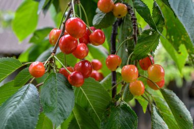 Ağaç dalında olgun kırmızı kiraz hasadı. Ağaçta olgunlaşmış kirazlar. .