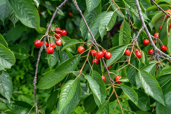 Great Harvest Ripe Red Cherries Tree Branch Close Ripening Cherries — Fotografia de Stock