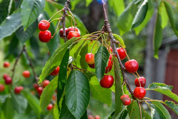 Great Harvest Ripe Red Cherries Tree Branch Close Ripening Cherries — Stock Photo, Image