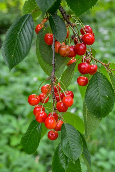 Great Harvest Ripe Red Cherries Tree Branch Close Ripening Cherries — ストック写真