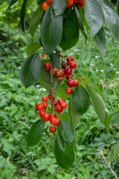 Great Harvest Ripe Red Cherries Tree Branch Close Ripening Cherries — kuvapankkivalokuva