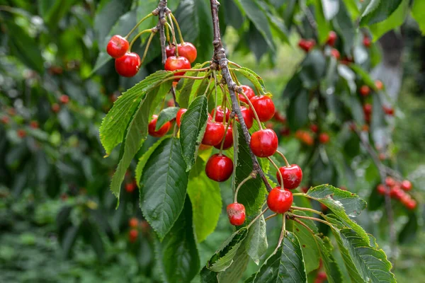 Great Harvest Ripe Red Cherries Tree Branch Close Ripening Cherries — Fotografia de Stock