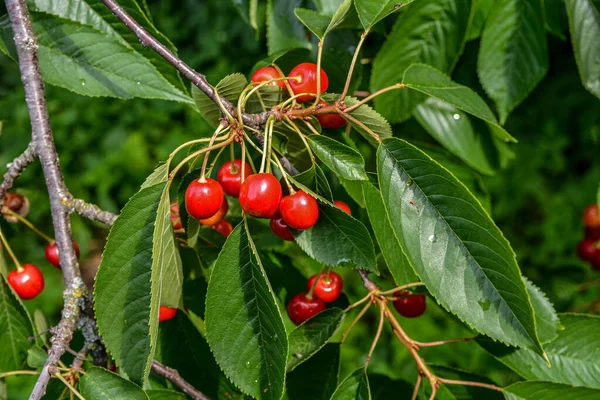 Great Harvest Ripe Red Cherries Tree Branch Close Ripening Cherries —  Fotos de Stock