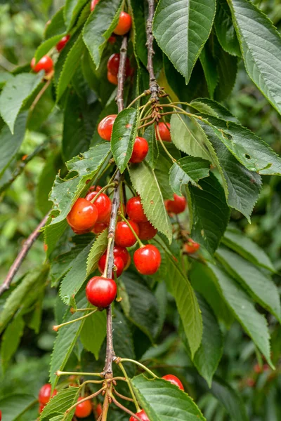 Great Harvest Ripe Red Cherries Tree Branch Close Ripening Cherries — Fotografia de Stock