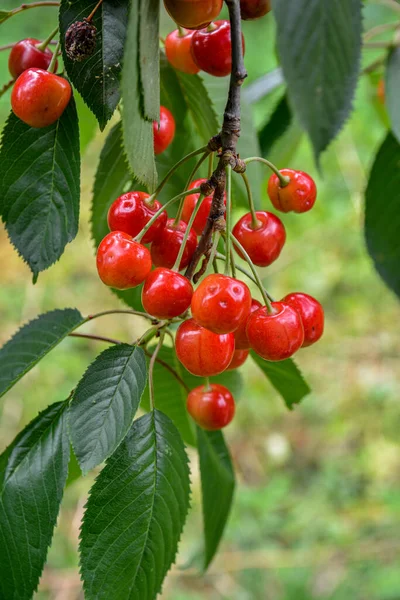 Great Harvest Ripe Red Cherries Tree Branch Close Ripening Cherries —  Fotos de Stock