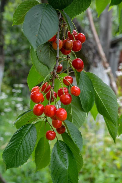 Great Harvest Ripe Red Cherries Tree Branch Close Ripening Cherries — Stock fotografie