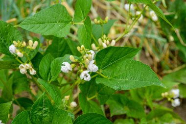Tarlada parlak bir şekilde açan beyaz fasulye çiçeği. Güzel sebze çiçekleri. Bahçedeki yeşil yapraklı fasulye çiçeği. İhtiyacın olan taze fasulye tohumu resmi..