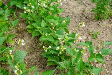Tarlada parlak bir şekilde açan beyaz fasulye çiçeği. Güzel sebze çiçekleri. Bahçedeki yeşil yapraklı fasulye çiçeği. İhtiyacın olan taze fasulye tohumu resmi..